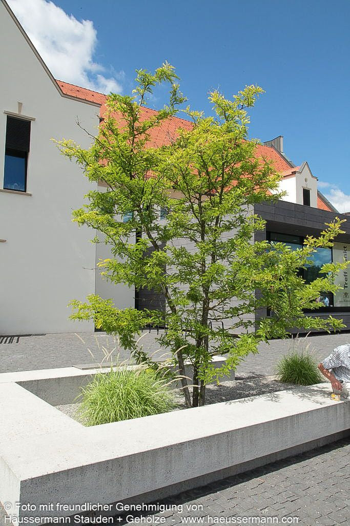 Gelber Lederhülsenbaum 'Sunburst' (Gleditsia triacanthos)