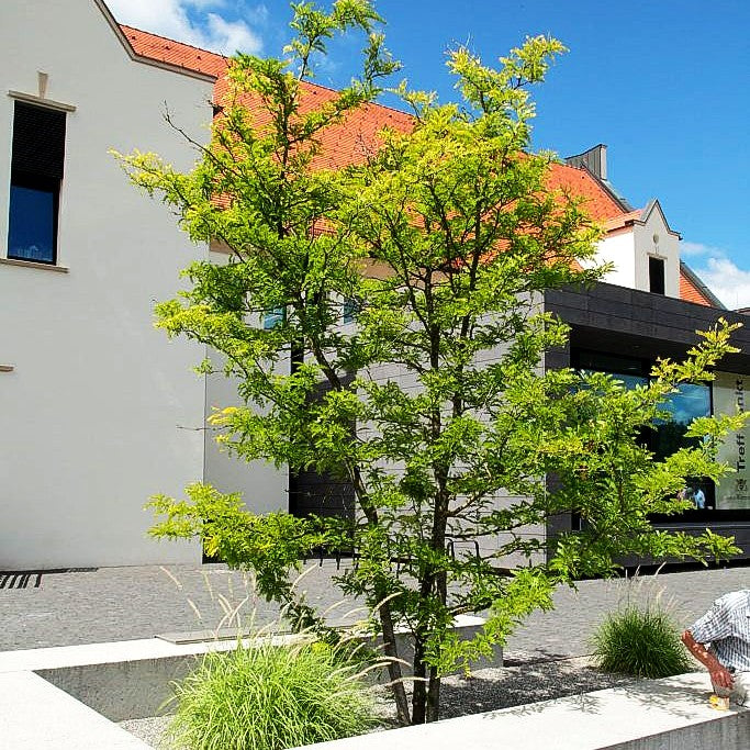 Gelber Lederhülsenbaum 'Sunburst' (Gleditsia triacanthos)