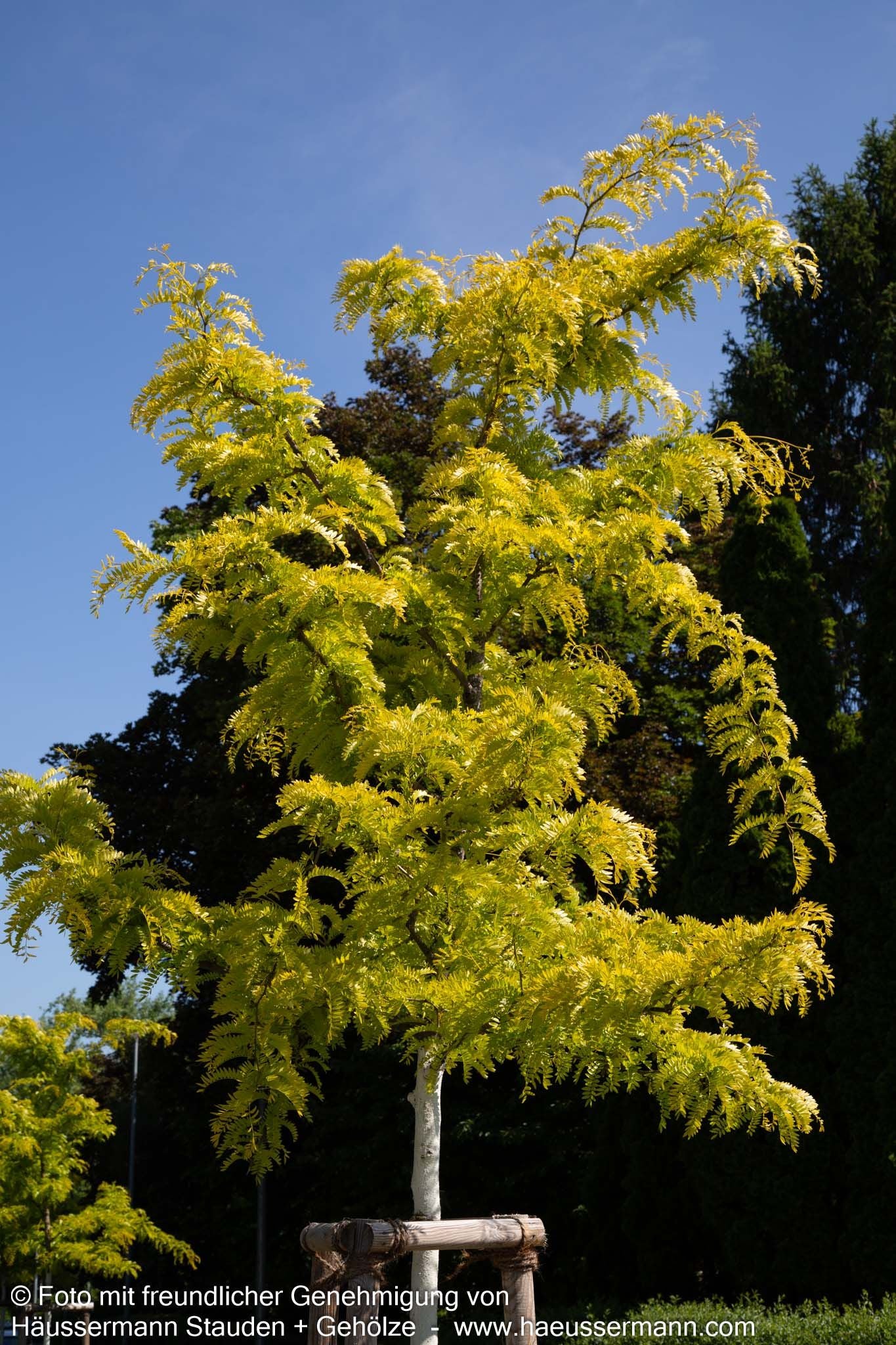Gelber Lederhülsenbaum 'Sunburst' (Gleditsia triacanthos)
