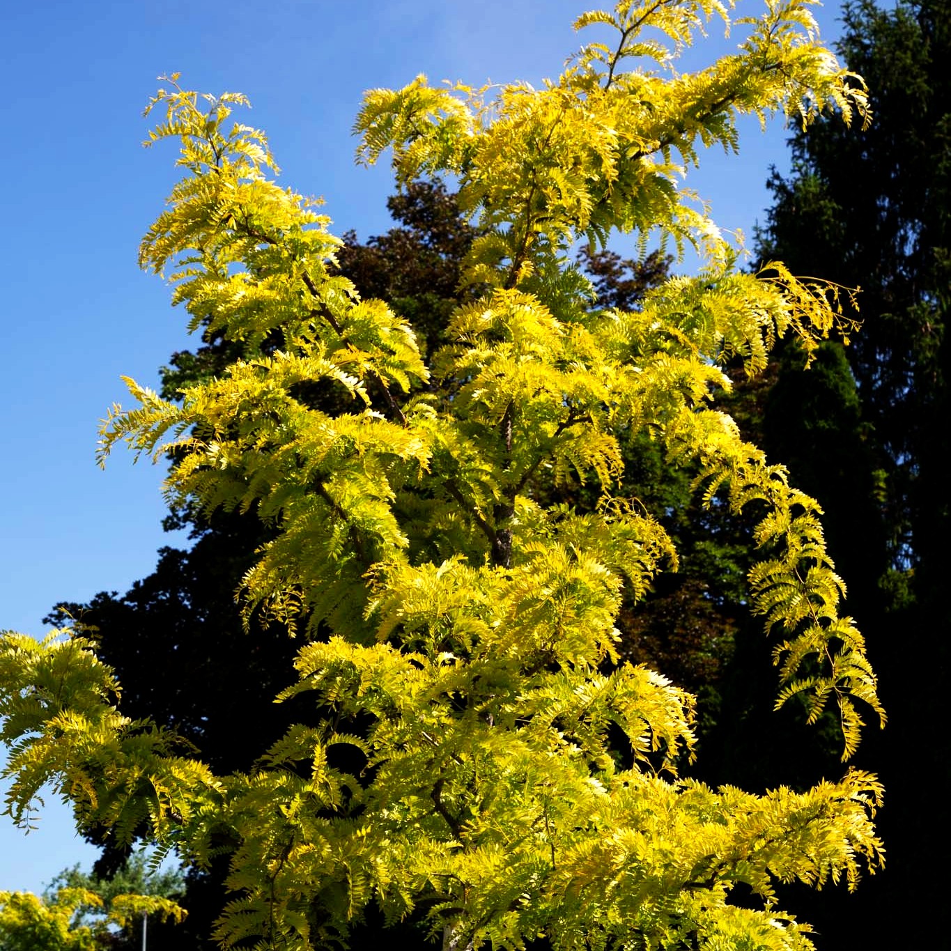 Gelber Lederhülsenbaum 'Sunburst' (Gleditsia triacanthos)