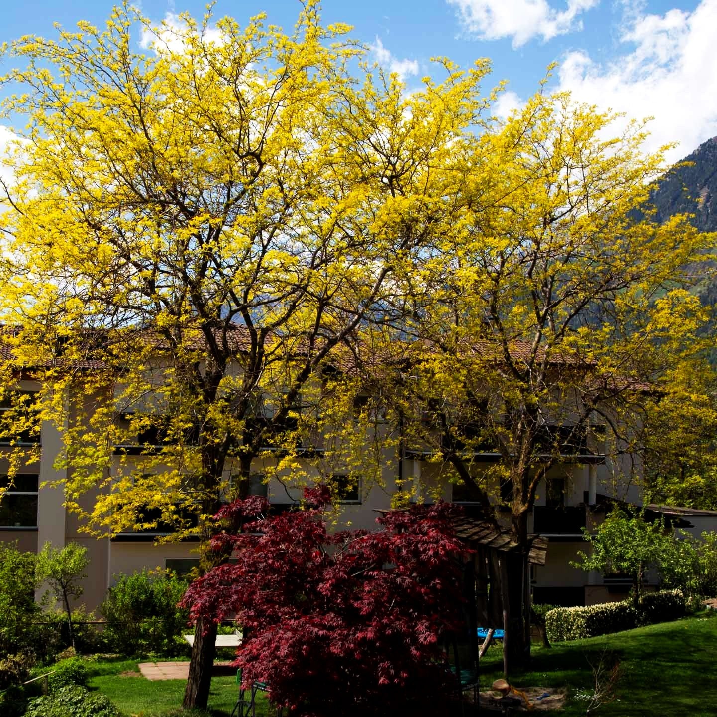 Gelber Lederhülsenbaum 'Sunburst' (Gleditsia triacanthos)