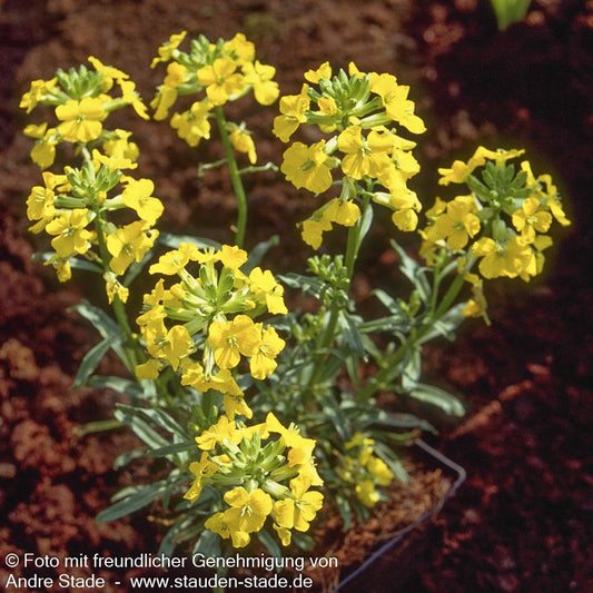 Gelber Lein 'Compactum' (Linum flavum)