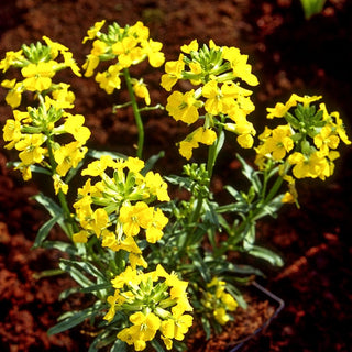 Gelber Lein 'Compactum' (Linum flavum)