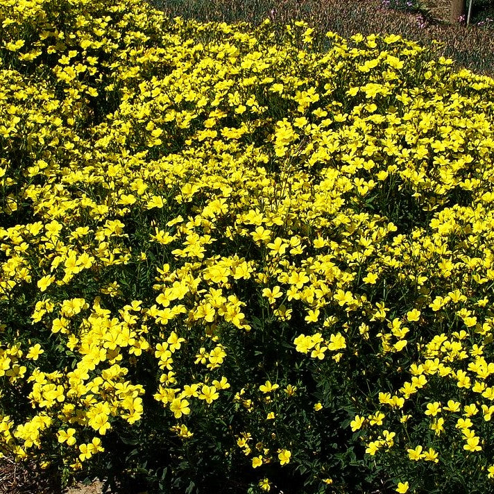 Gelber Lein 'Compactum' (Linum flavum)