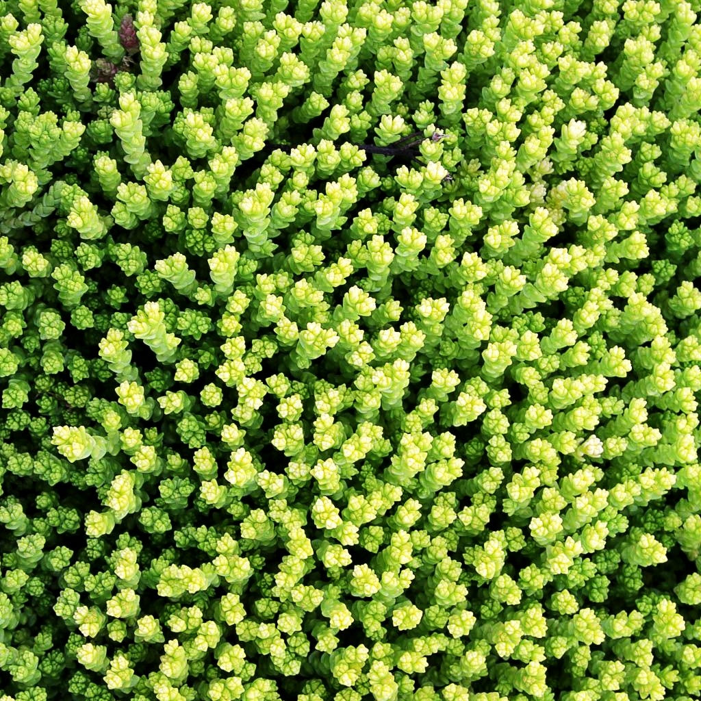 Gelber Mauerpfeffer 'Aureum' (Sedum acre)