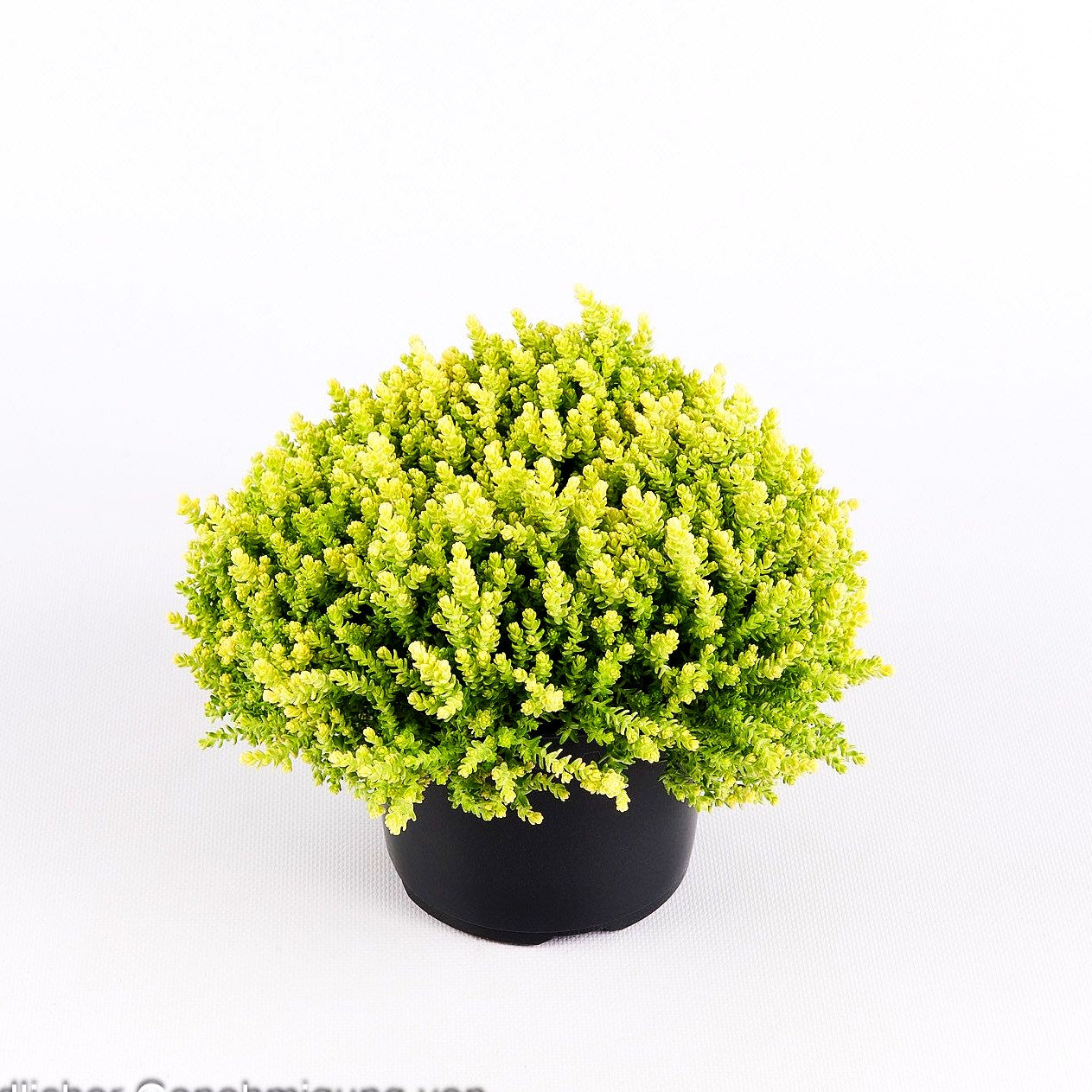 Gelber Mauerpfeffer 'Aureum' (Sedum acre)