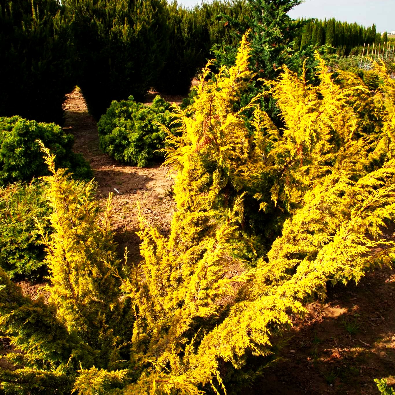 Gelber Moos-Wacholder 'Plumosa Aurea' (Juniperus chin.)