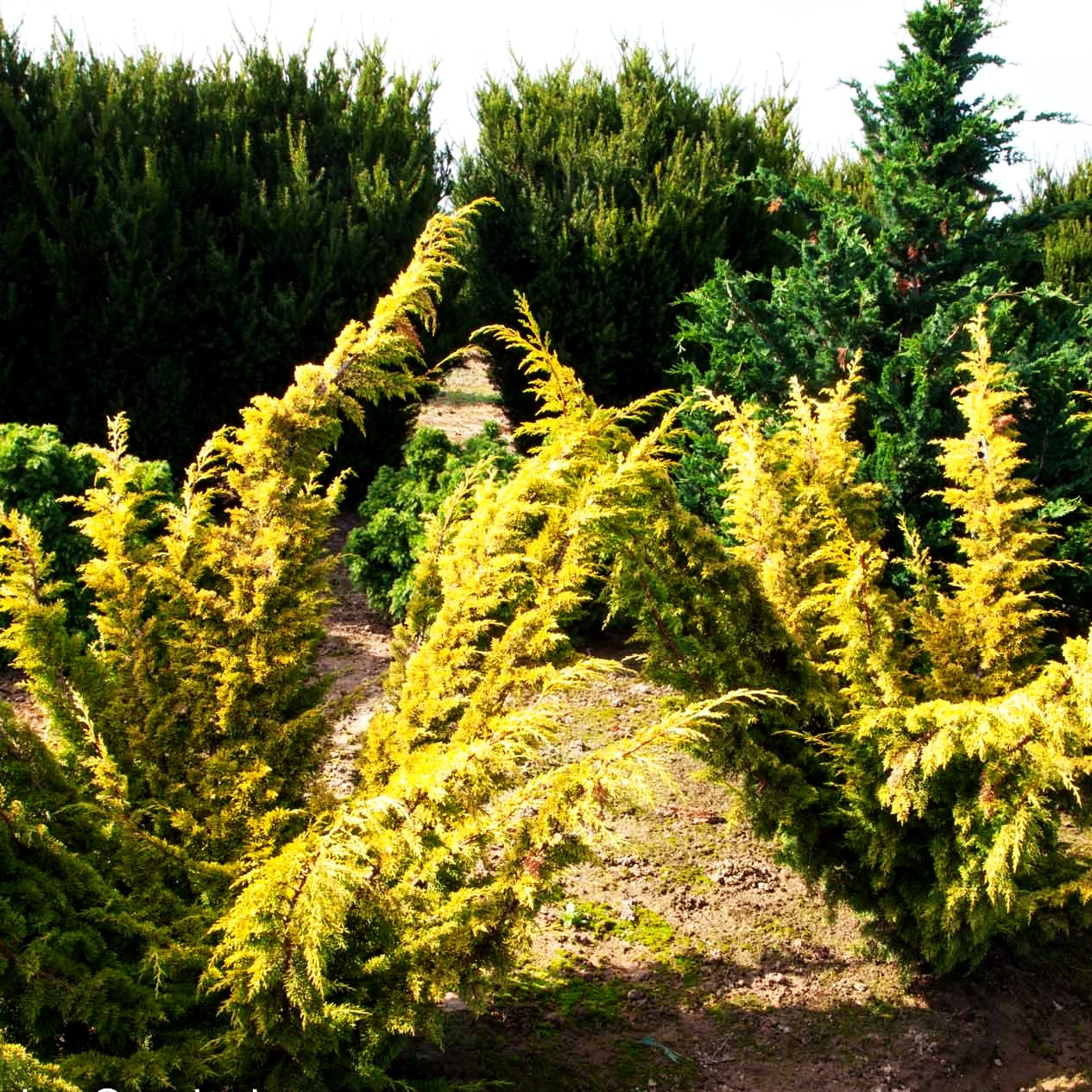 Gelber Moos-Wacholder 'Plumosa Aurea' (Juniperus chin.)