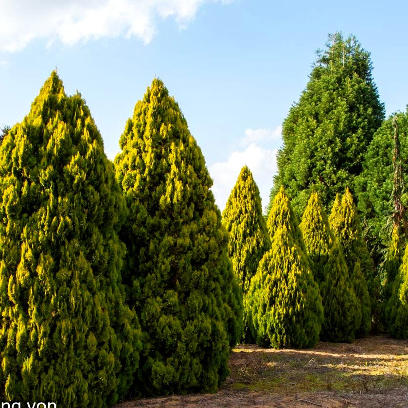 Gelber Pyramiden-Lebensbaum 'Pyramidalis Aurea' (Thuja orientalis)