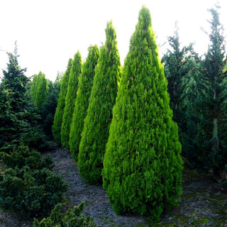 Gelber Pyramiden-Lebensbaum 'Pyramidalis Aurea' (Thuja orientalis)