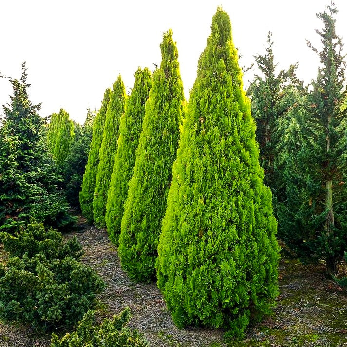 Gelber Pyramiden-Lebensbaum 'Pyramidalis Aurea' (Thuja orientalis)