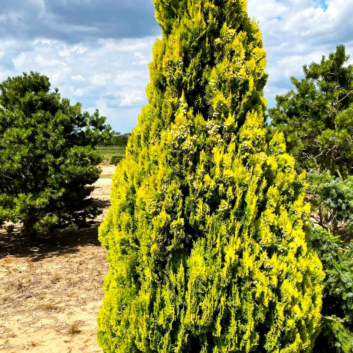 Gelber Pyramiden-Lebensbaum 'Pyramidalis Aurea' (Thuja orientalis)