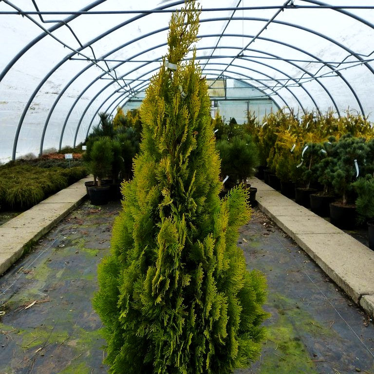 Gelber Pyramiden-Lebensbaum 'Pyramidalis Aurea' (Thuja orientalis)