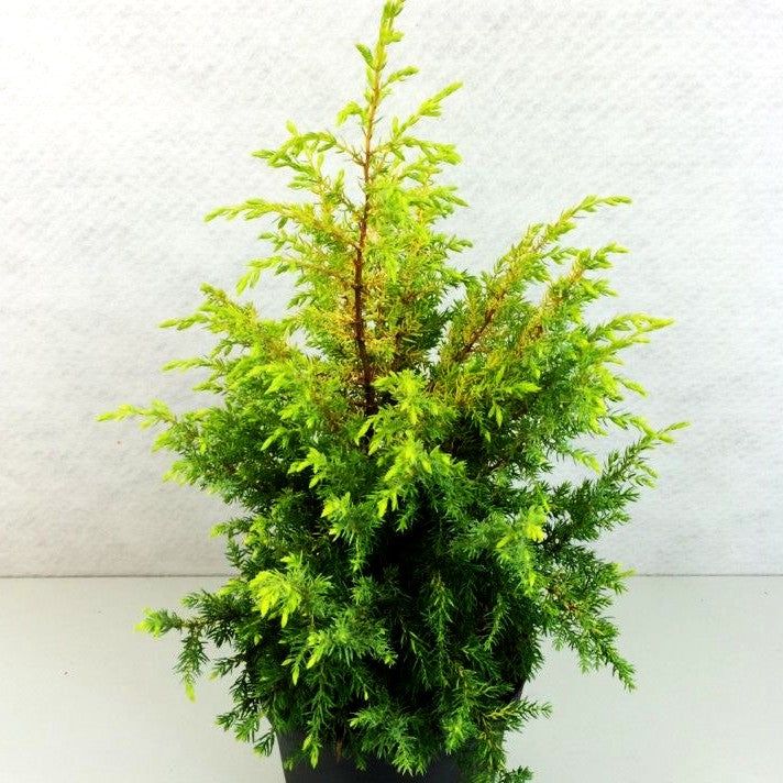 Gelber Säulen-Wacholder 'Gold Cone' (Juniperus com.)