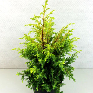 Gelber Säulen-Wacholder 'Gold Cone' (Juniperus com.)