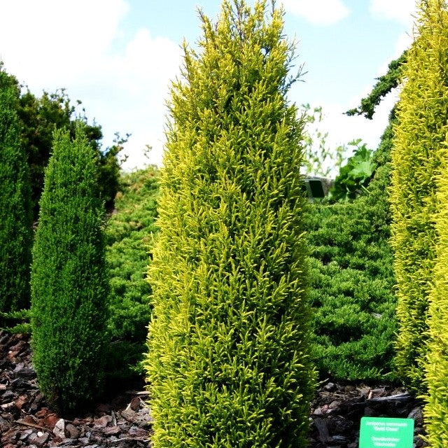 Gelber Säulen-Wacholder 'Gold Cone' (Juniperus com.)