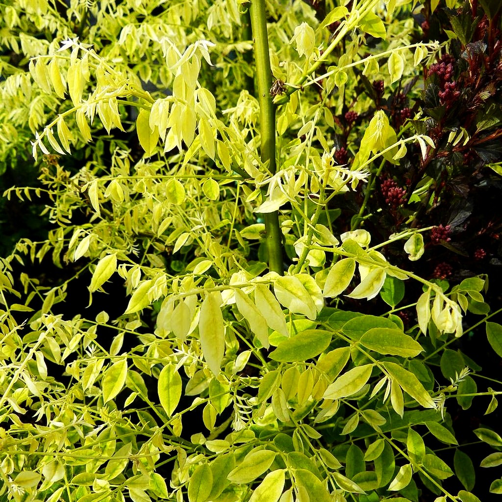 Gelber Schnurbaum 'Flavirameus' (Sophora japonica)