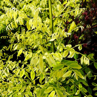 Gelber Schnurbaum 'Flavirameus' (Sophora japonica)