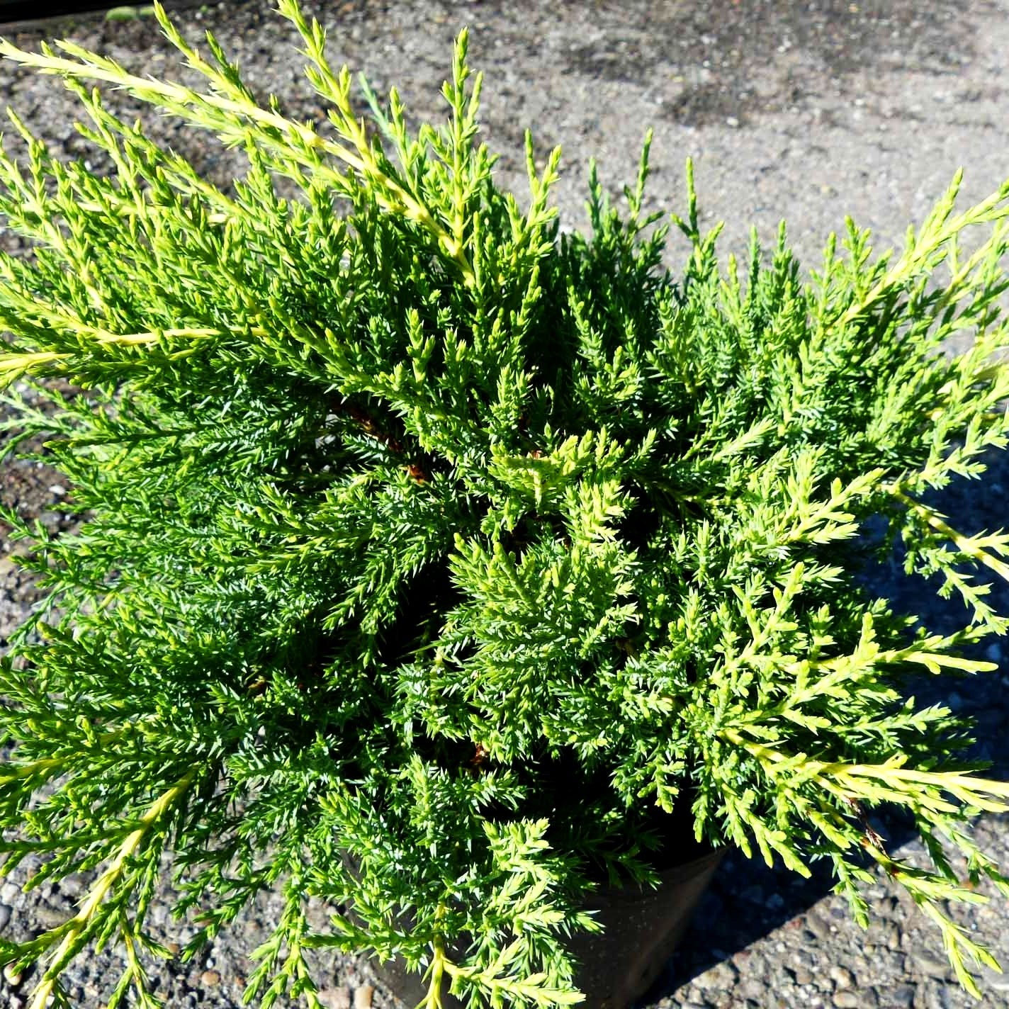 Gelber Strauch-Wacholder 'Old Gold' (Juniperus media)