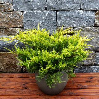 Gelber Strauch-Wacholder 'Old Gold' (Juniperus media)