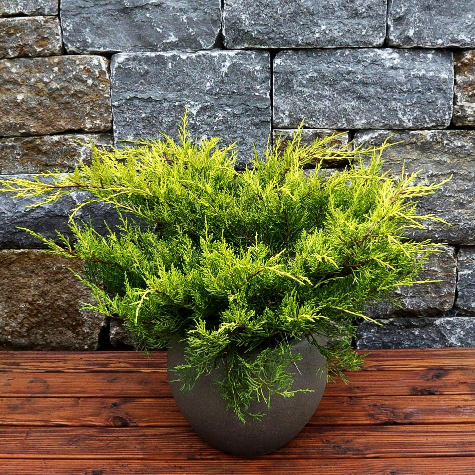 Gelber Strauch-Wacholder 'Old Gold' (Juniperus media)