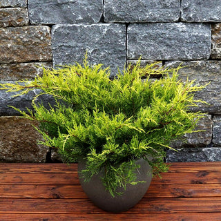 Gelber Strauch-Wacholder 'Old Gold' (Juniperus media)