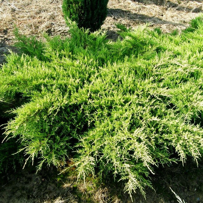 Gelber Strauch-Wacholder 'Old Gold' (Juniperus media)