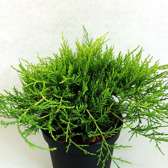 Gelber Strauch-Wacholder 'Old Gold' (Juniperus media)
