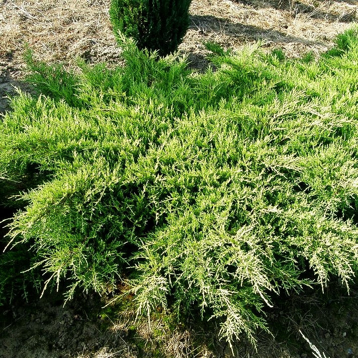 Gelber Strauch-Wacholder 'Old Gold' (Juniperus media)