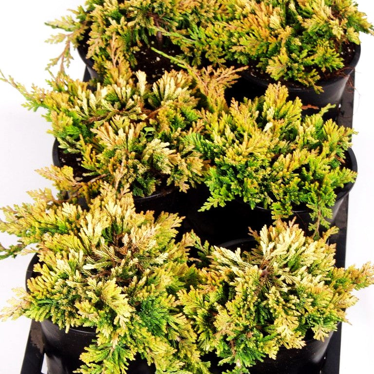 Gelber Teppich-Wacholder 'Golden Carpet' (Juniperus horizontalis)