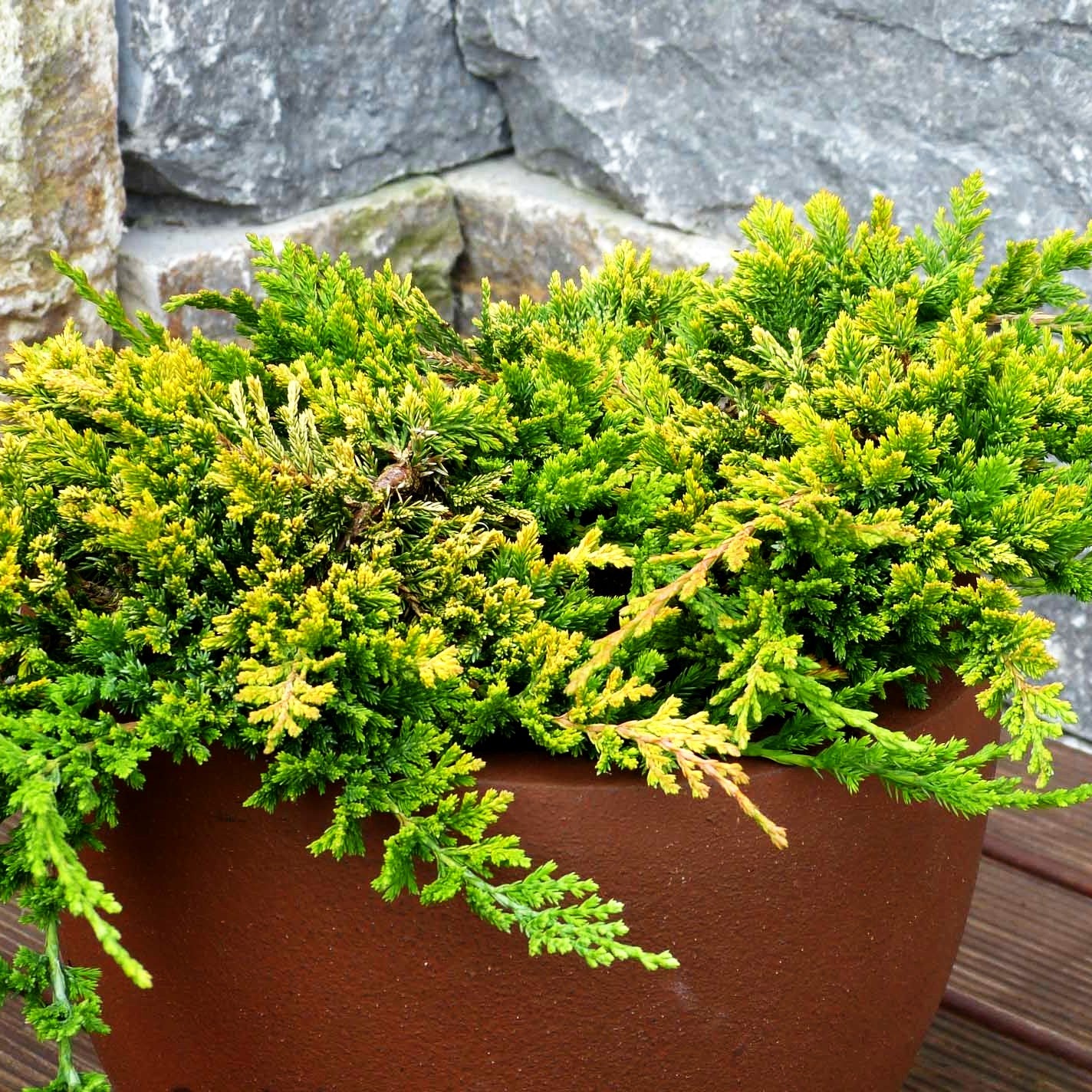 Gelber Teppich-Wacholder 'Golden Carpet' (Juniperus horizontalis)
