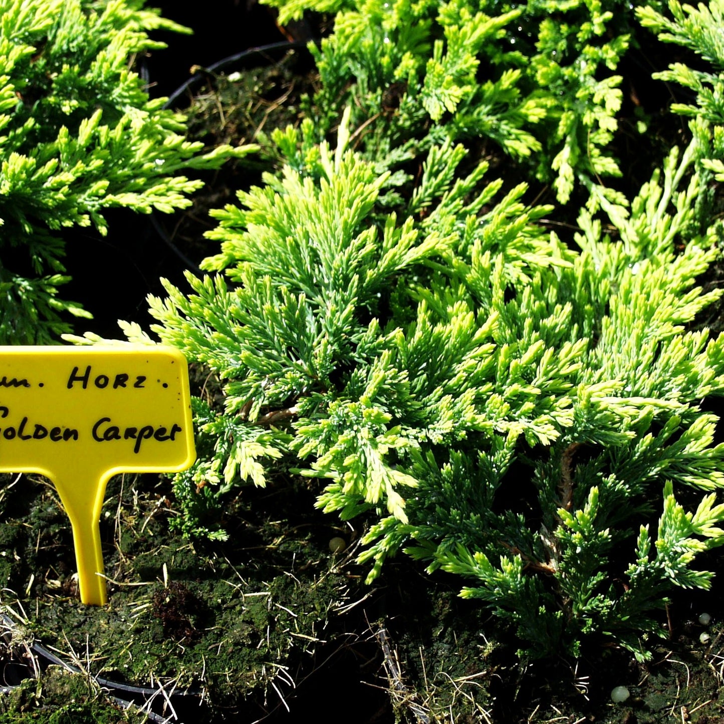 Gelber Teppich-Wacholder 'Golden Carpet' (Juniperus horizontalis)