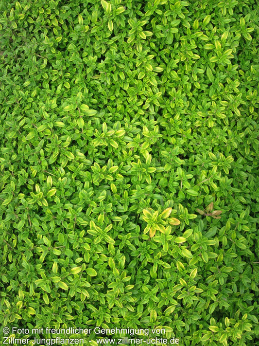 Gelber Zitronen-Thymian 'Golden Dwarf' (Thymus x citriodorus)