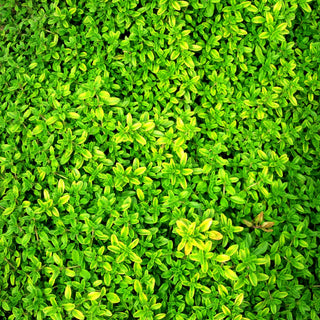 Gelber Zitronen-Thymian 'Golden Dwarf' (Thymus x citriodorus)