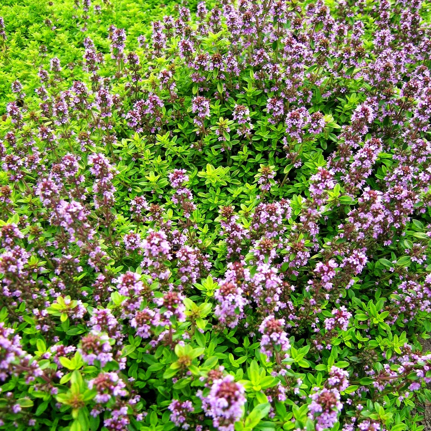 Gelber Zitronen-Thymian 'Golden Dwarf' (Thymus x citriodorus)