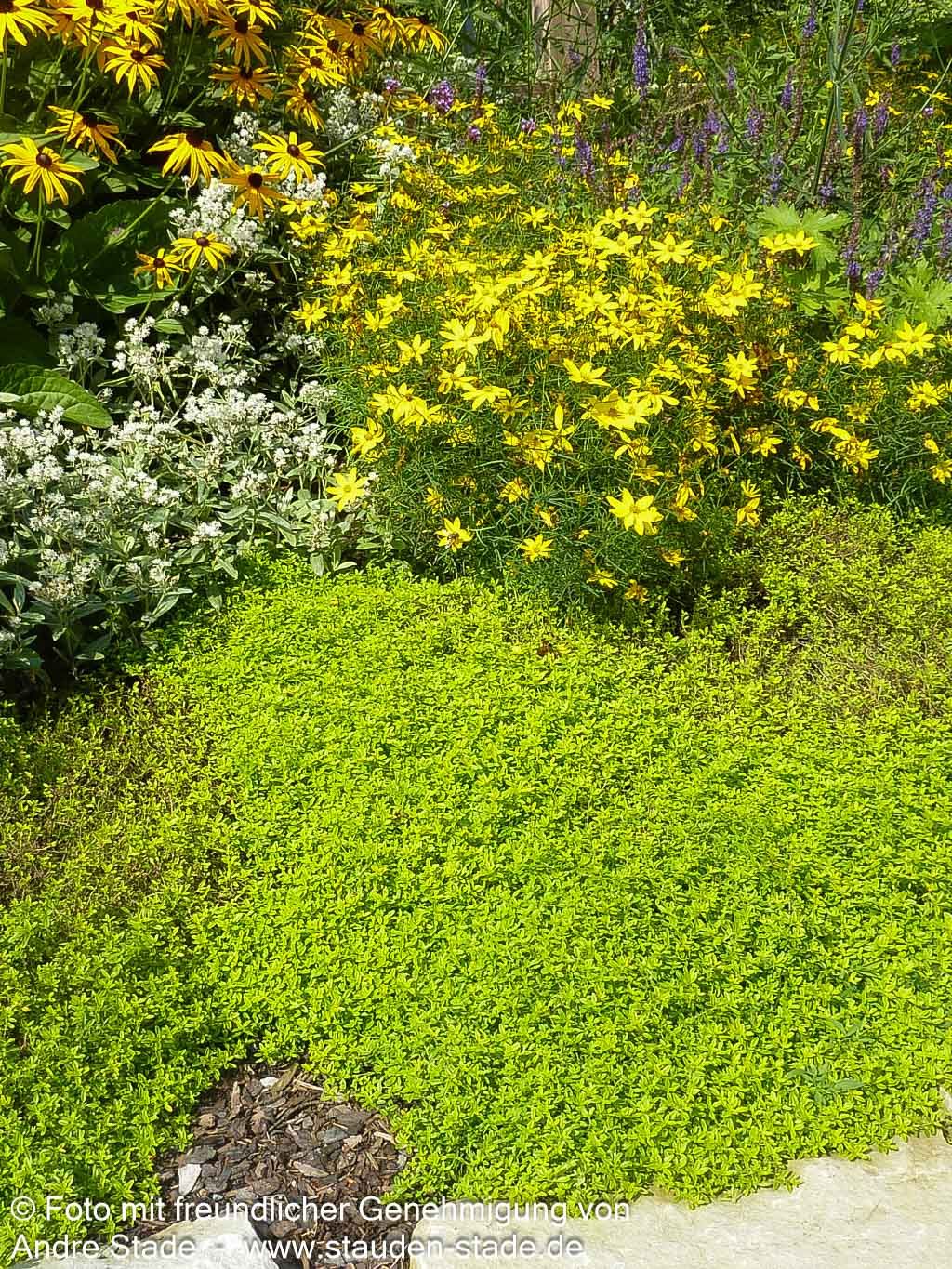 Gelber Zitronen-Thymian 'Golden Dwarf' (Thymus x citriodorus)