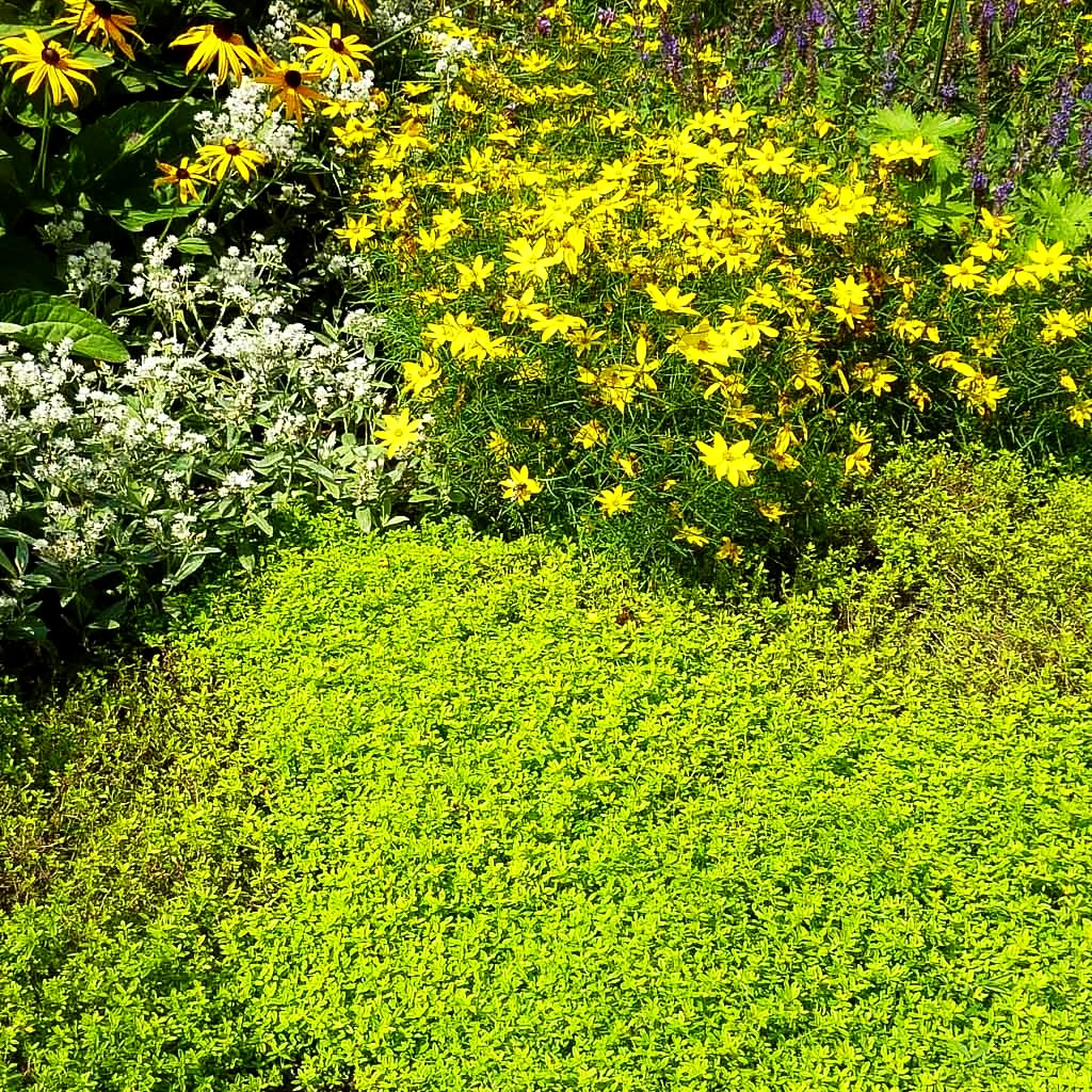 Gelber Zitronen-Thymian 'Golden Dwarf' (Thymus x citriodorus)