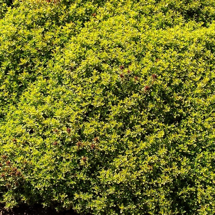 Gelber Zitronen-Thymian 'Golden Dwarf' (Thymus x citriodorus)