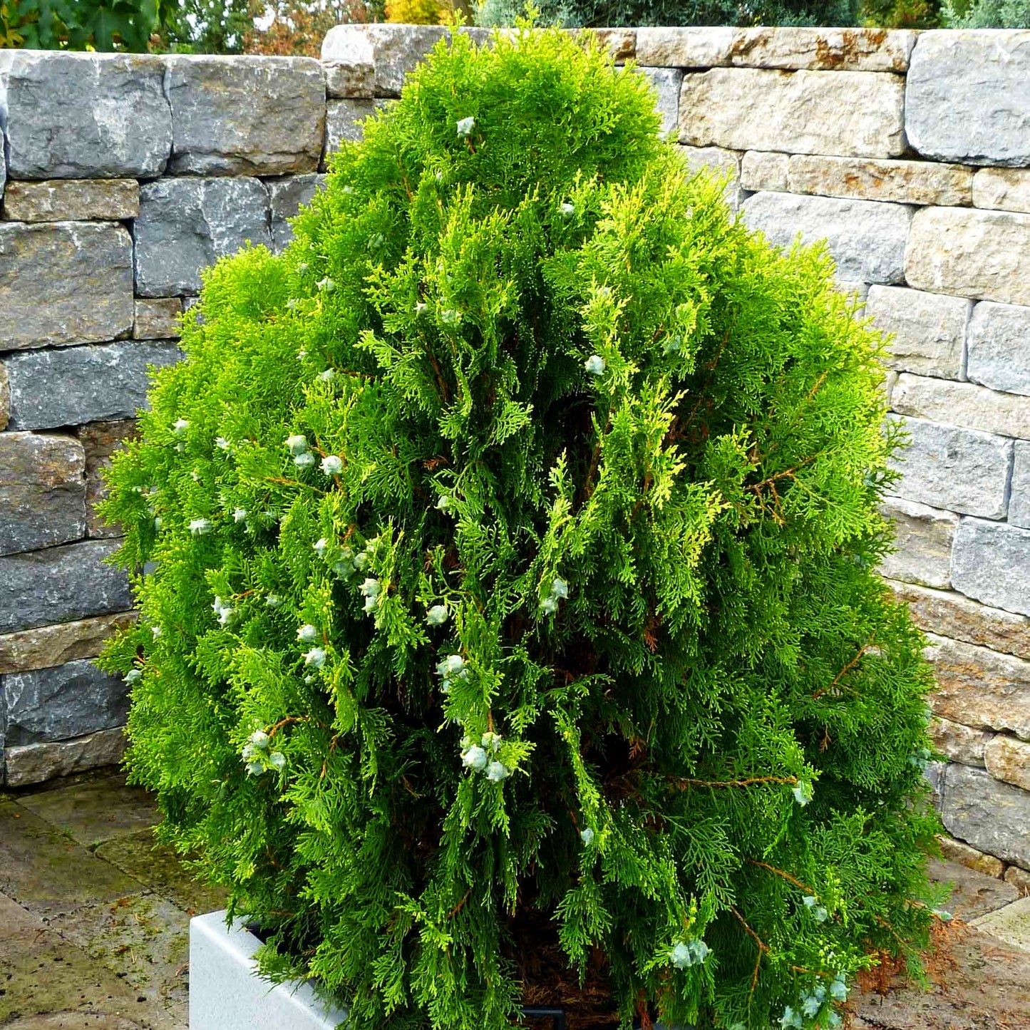 Gelber Zwerg-Lebensbaum 'Aurea Nana' (Thuja orientalis)
