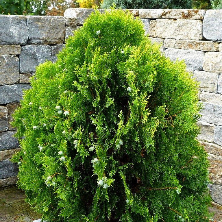 Gelber Zwerg-Lebensbaum 'Aurea Nana' (Thuja orientalis)