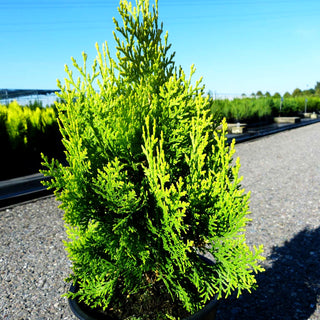 Gelber Zwerg-Lebensbaum 'Aurea Nana' (Thuja orientalis)