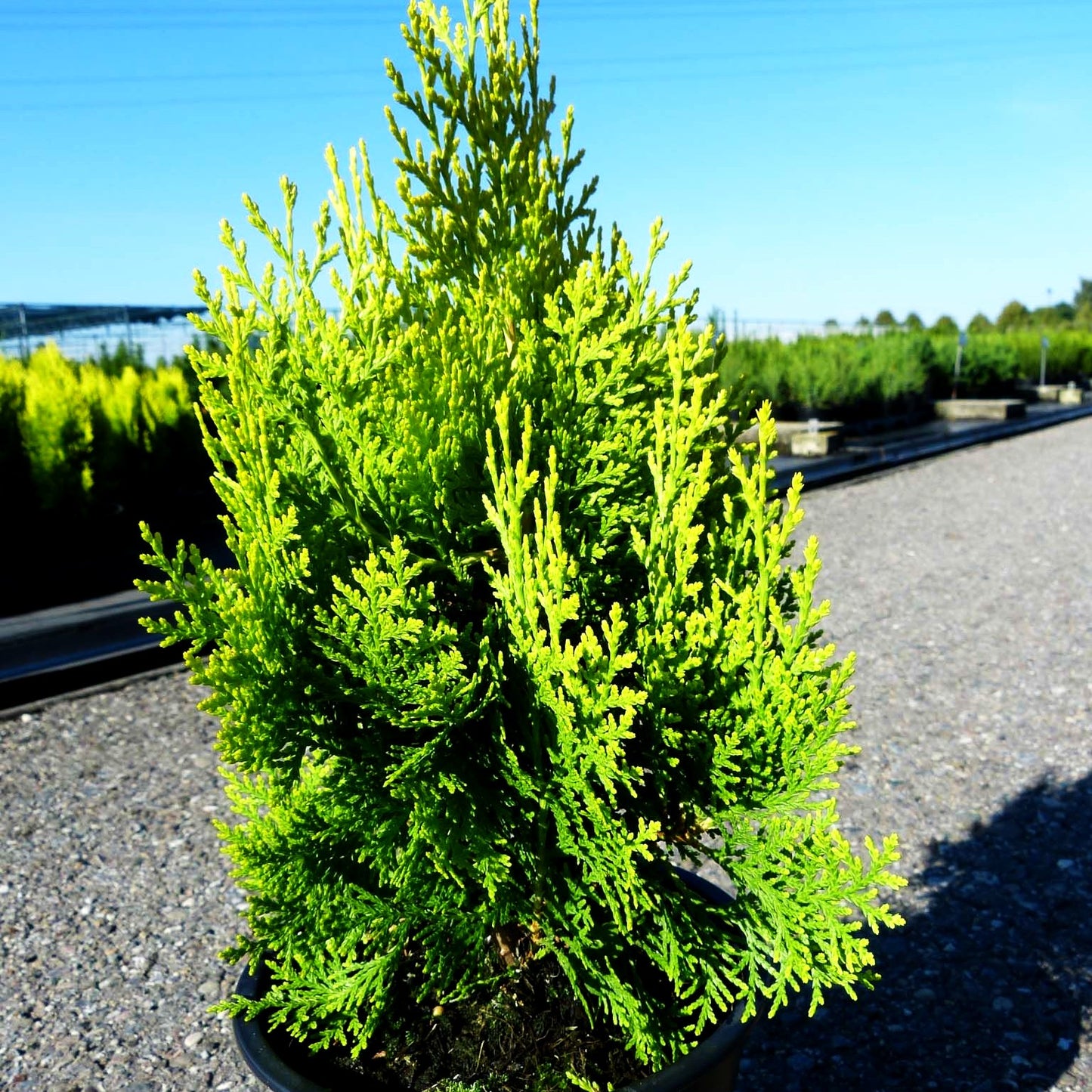 Gelber Zwerg-Lebensbaum 'Aurea Nana' (Thuja orientalis)