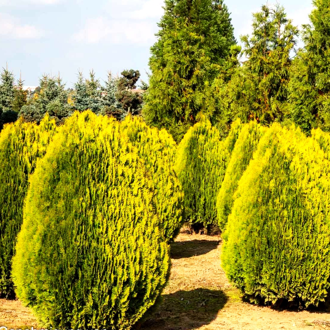 Gelber Zwerg-Lebensbaum 'Aurea Nana' (Thuja orientalis)