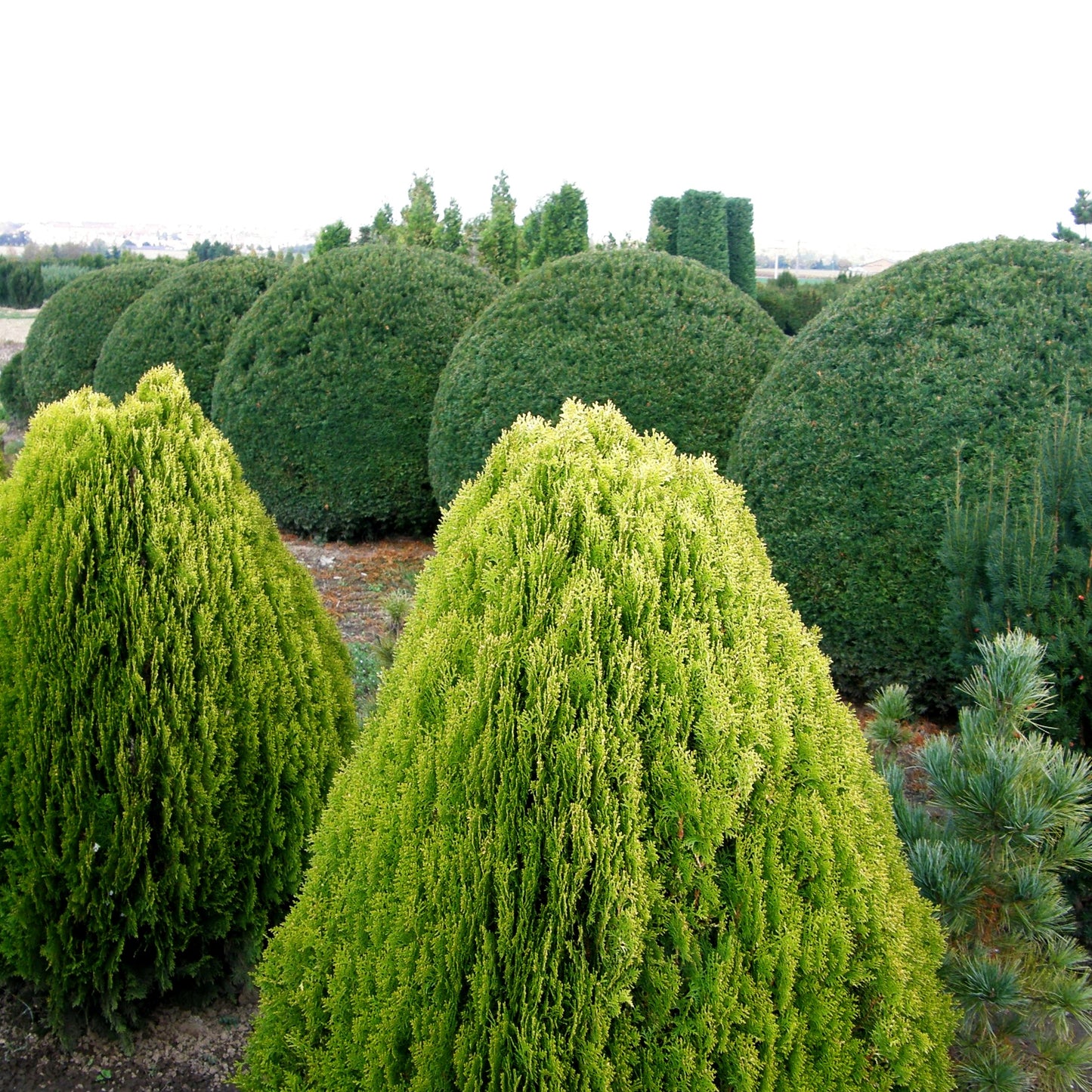 Gelber Zwerg-Lebensbaum 'Aurea Nana' (Thuja orientalis)