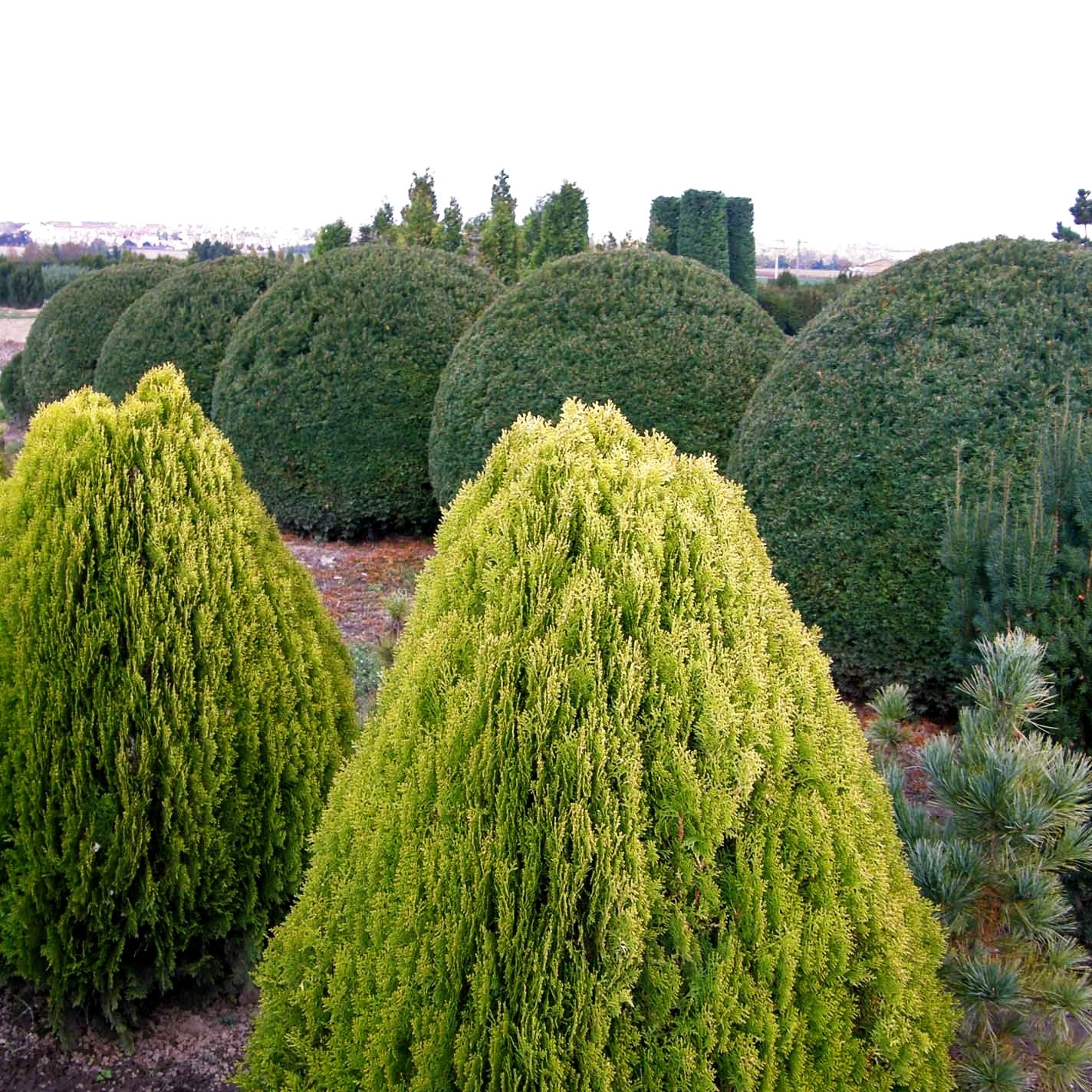 Gelber Zwerg-Lebensbaum 'Aurea Nana' (Thuja orientalis)