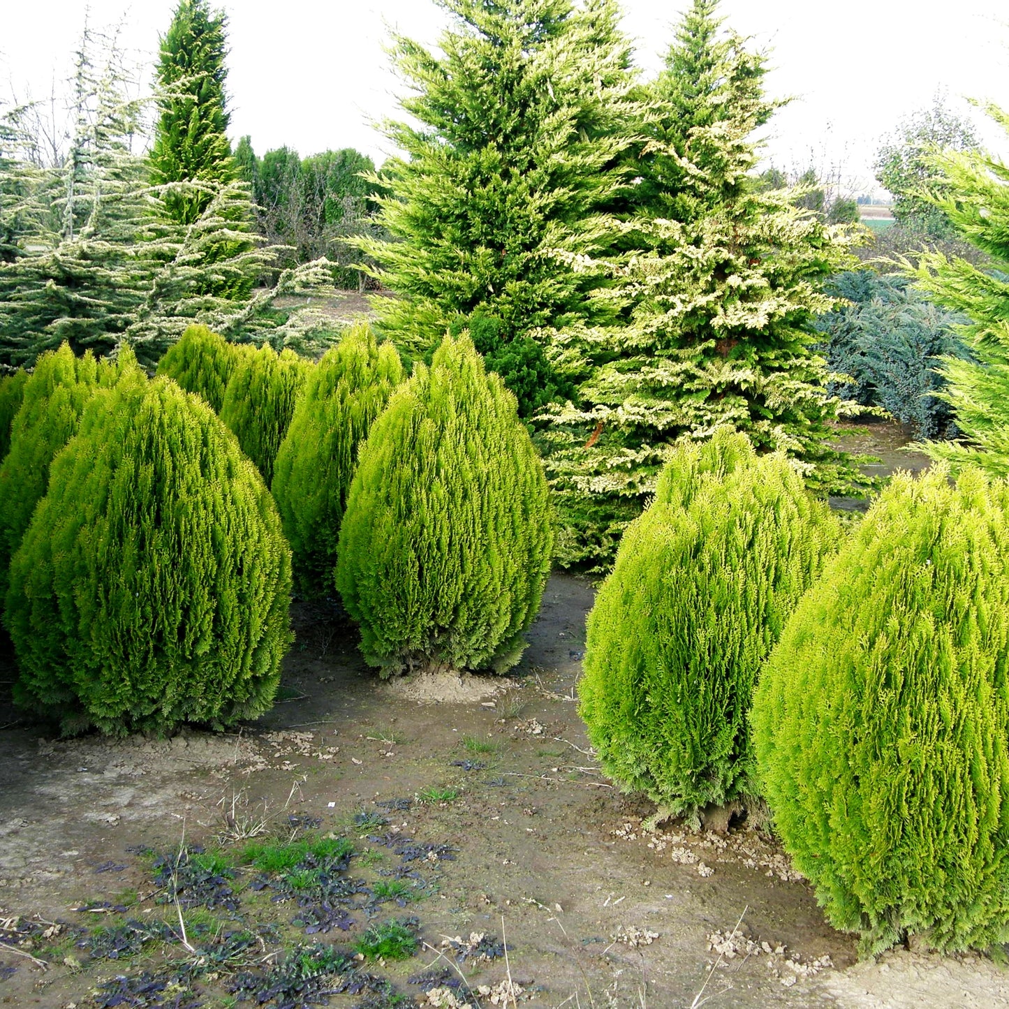 Gelber Zwerg-Lebensbaum 'Aurea Nana' (Thuja orientalis)
