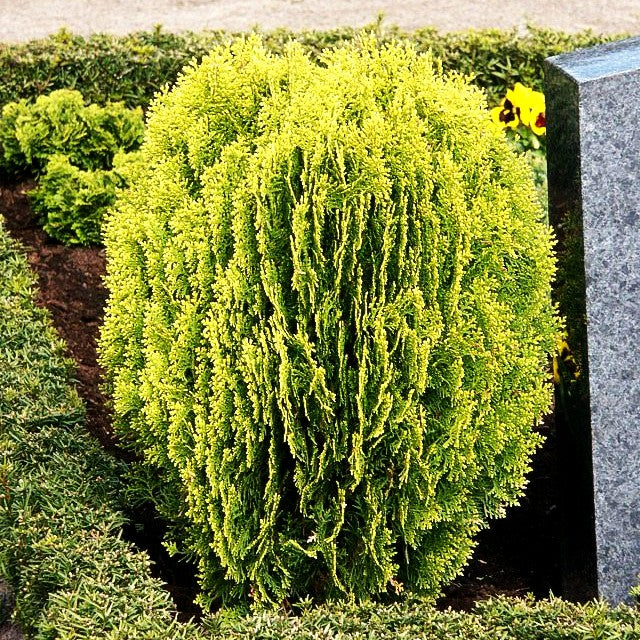 Gelber Zwerg-Lebensbaum 'Aurea Nana' (Thuja orientalis)
