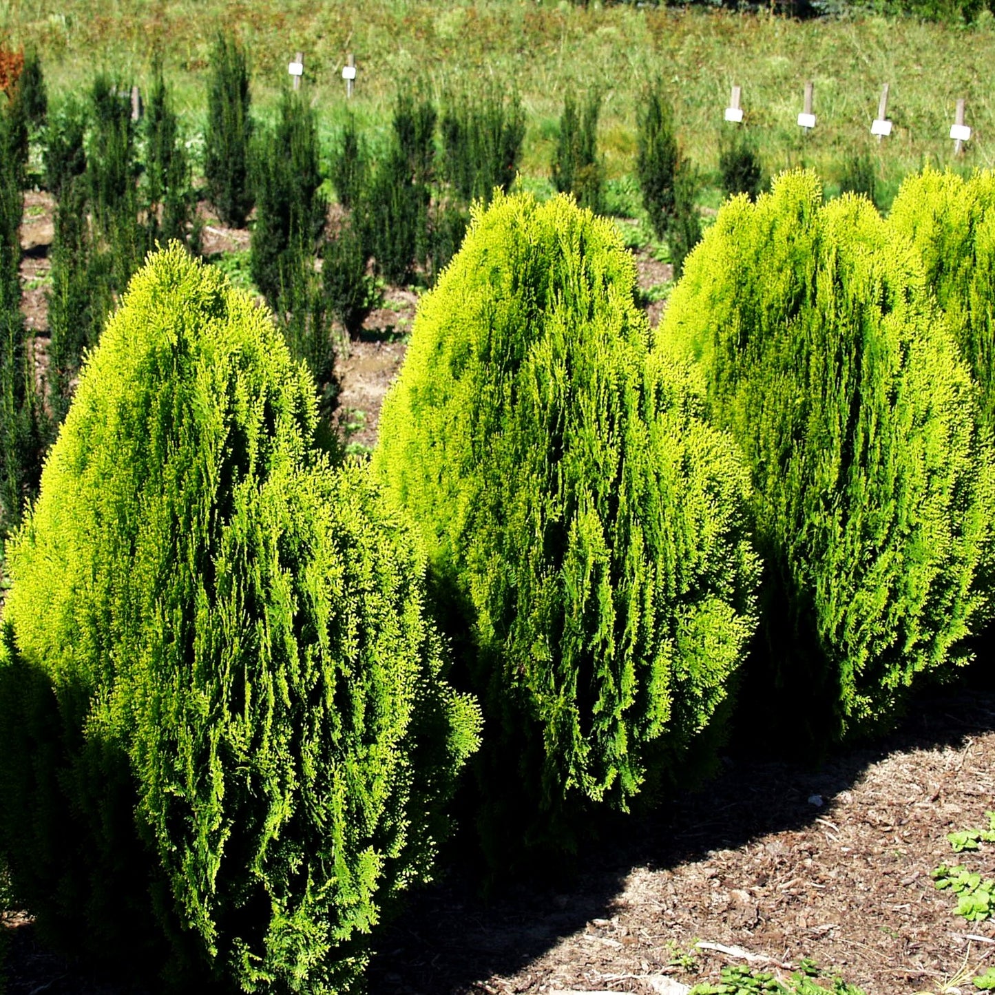 Gelber Zwerg-Lebensbaum 'Aurea Nana' (Thuja orientalis)