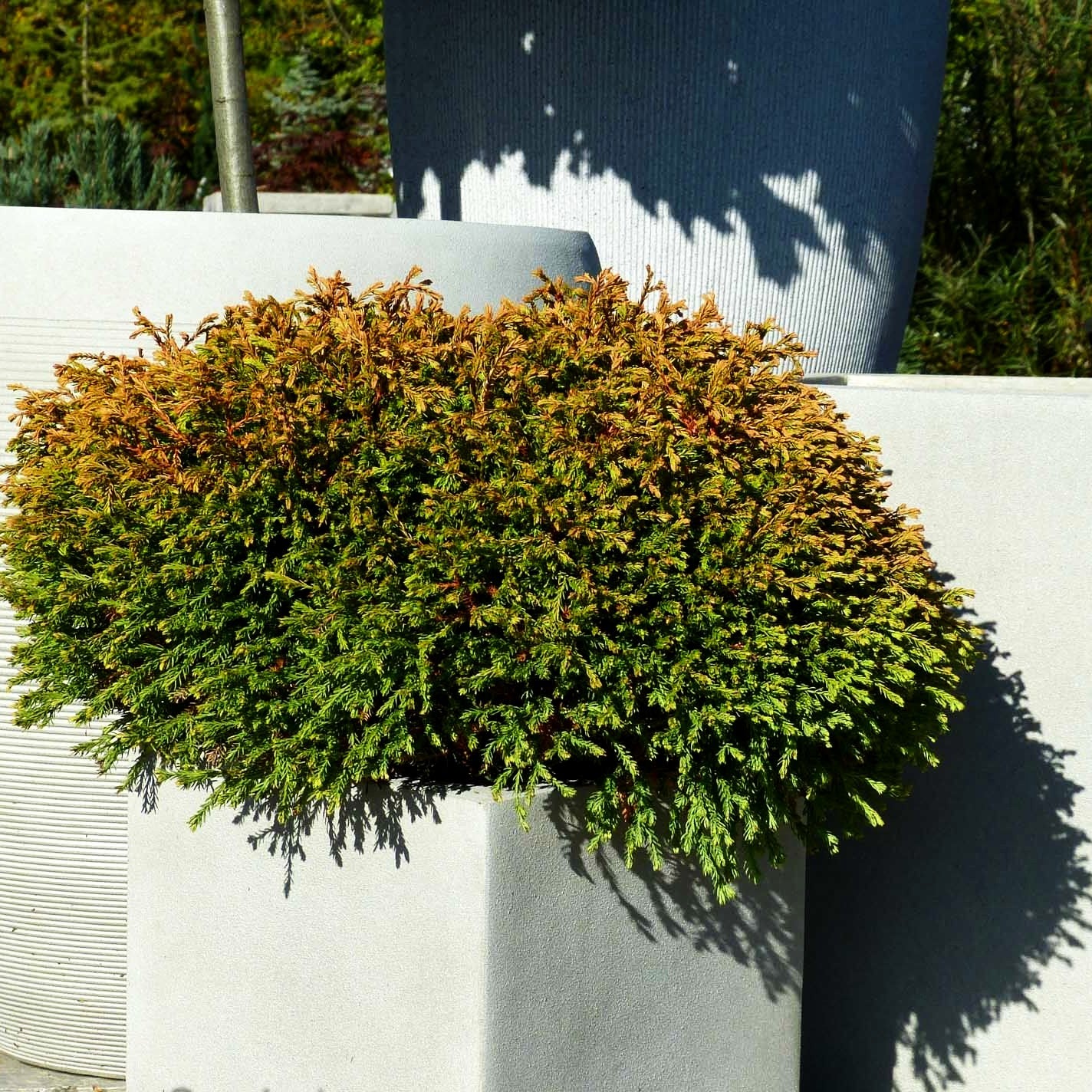 Gelber Zwerg-Lebensbaum 'Golden Tuffet' (Thuja occidentalis)