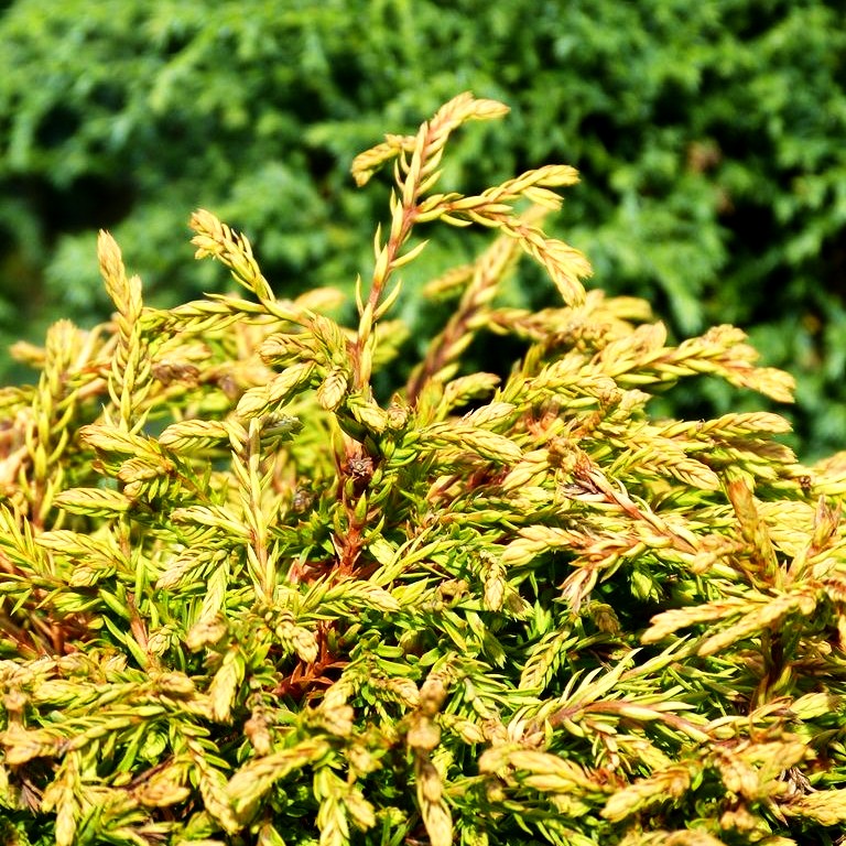 Gelber Zwerg-Lebensbaum 'Golden Tuffet' (Thuja occidentalis)